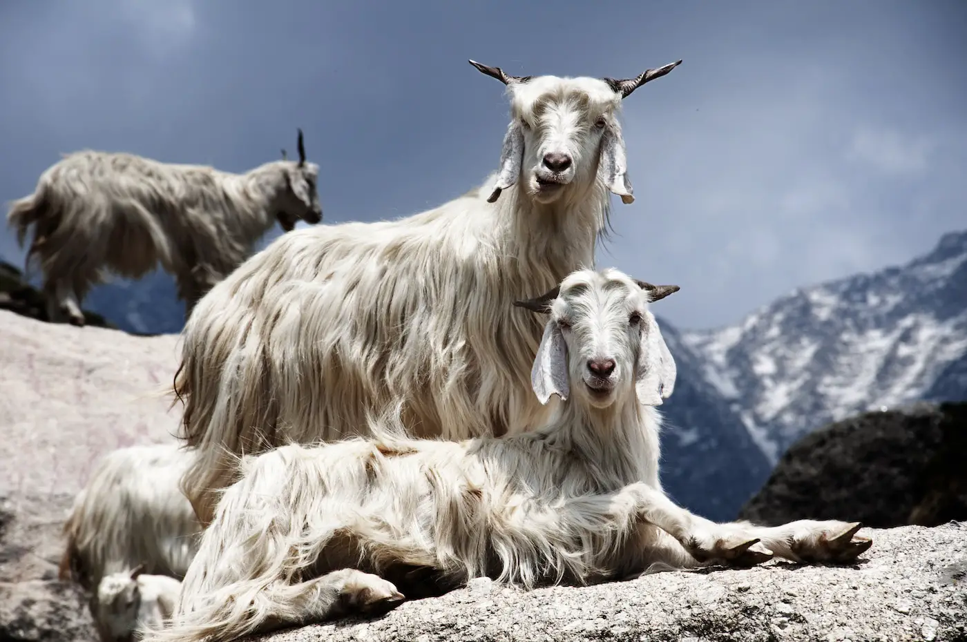 Goats on the Rocks